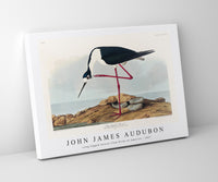 John James Audubon - Long-legged Avocet from Birds of America (1827)