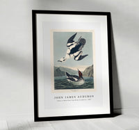 John James Audubon - Smew or White Nun from Birds of America (1827)