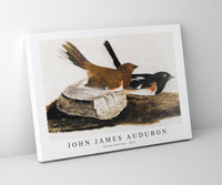 John James Audubon - Towhee Bunting (1812)