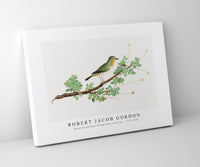 Robert Jacob Gordon - Zosterops pallidus Orange River white-eye (1777–1786)