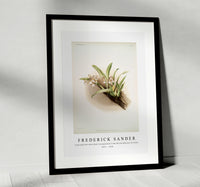 Frederick Sander - Cypripedium hybridum youngianum from Reichenbachia Orchids-1847-1920