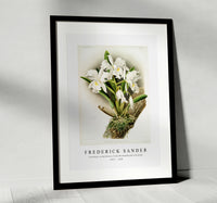 Frederick Sander - Cattleya rochellensis from Reichenbachia Orchids-1847-1920