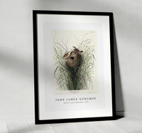 John James Audubon - Nuttall's lesser-marsh Wren from Birds of America (1827)