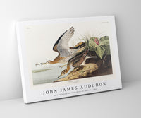 John James Audubon - Bartram Sandpiper from Birds of America (1827)