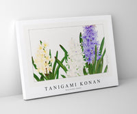 Tanigami Konan - Hyacinthus flower