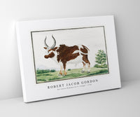 Robert Jacob Gordon - Bos taurus Namaqua Ox or “nomgo” (1778)