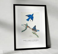 John James Audubon - Blue-bird from Birds of America (1827)