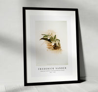 Frederick Sander - Angræcum humblotii from Reichenbachia Orchids-1847-1920