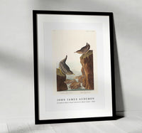 John James Audubon - Columbian Water Ouzel and Arctic Water Ouzel from Birds of America (1838)