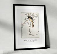 Numata Kashu - Siberian Blue-tail illustration from Pictorial Monograph of Birds (1885)