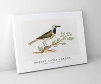 Robert Jacob Gordon - Telephorus zeylonus Bokmakierie (ca.1778)