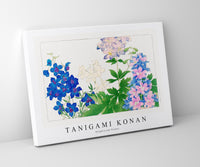 Tanigami Konan-Delphinium flower