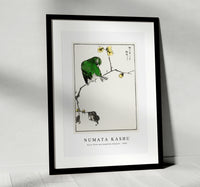 Numata Kashu - Fairy Pitta and Japanese Allspice illustration from Pictorial Monograph of Birds (1885)