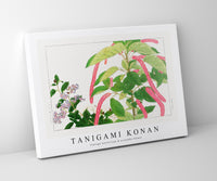 Tanigami Konan - Vintage heliotrope & acalypha flower