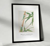 Megata Morikaga - Japanese Bamboo during 1870–1880