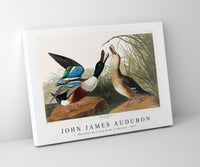 John James Audubon - Shoveller Duck from Birds of America (1827)