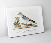 Robert Jacob Gordon - Coracius garrulus European roller (1777–1786)