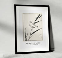 Numata Kashu - Reed-Bunting and Reed illustration from Pictorial Monograph of Birds (1885)