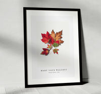 Mary Vaux Walcott - Autumn Leaves (1876)