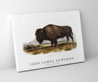 John James Audubon - American Bison (Bos Americanus) from the viviparous quadrupeds of North America (1845)