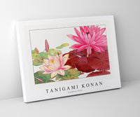 Tanigami Konan - Nymphaea lotus