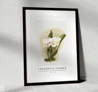 Frederick Sander - Cattleya schroederoe alba from Reichenbachia Orchids-1847-1920