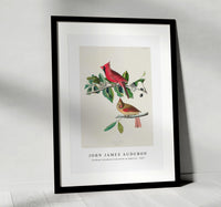 John James Audubon - Cardinal Grosbeak from Birds of America (1827)