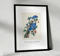 John James Audubon - Blue Jay from Birds of America (1827)