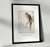 Numata Kashu - Black-eared Kite illustration from Pictorial Monograph of Birds (1885)