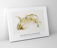 Frederick Sander - Coelogyne pandurata from Reichenbachia Orchids-1847-1920