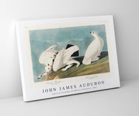 John James Audubon - American Ptarmigan and White-tailed Grous from Birds of America (1827)
