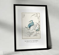 Numata Kashu - Night Heron and Little Egret illustration from Pictorial Monograph of Birds (1885)