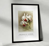 Frederick Sander - Cattleya mendellii var measuresiana from Reichenbachia Orchids-1847-1920