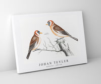 Johan Teyler - Goldfinches (1688-1698)