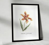 Johan Teyler - A tulip