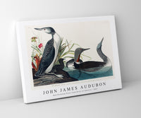 John James Audubon - Red-Throated Diver from Birds of America (1827)