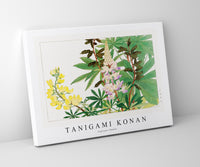 Tanigami Konan - Lupinus flower