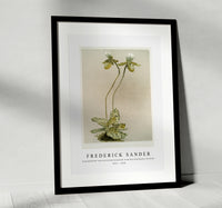 Frederick Sander - Cypripedium lawrenceanum hyeanum from Reichenbachia Orchids-1847-1920