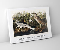 John James Audubon - Night Heron, or Qua bird from Birds of America (1827)