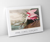 John James Audubon - Roseate Spoonbill from Birds of America (1827)