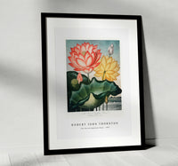 Robert John Thornton - The Sacred Egyptian Bean from The Temple of Flora (1807)