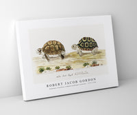 Robert Jacob Gordon - Homopus areolatus common padloper tortoise (1777–1786)