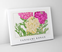 Tanigami Konan - Stock flower