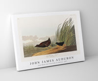 John James Audubon - Least Water-hen from Birds of America (1827)