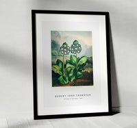 Robert John Thornton - A Group of Auriculas from The Temple of Flora (1807)