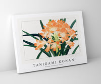 Tanigami Konan - Vintage cliviminiata flower