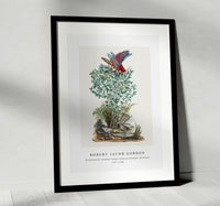 Robert Jacob Gordon - Dictyophorus spumans Koppie foam grasshopper perhched on a Zygophyllum sp. (Caper bean) (1777–1786)