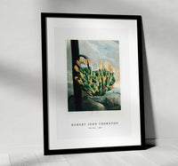 Robert John Thornton - The Aloe from The Temple of Flora (1807)