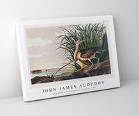 John James Audubon - Long-billed Curlew from Birds of America (1827)