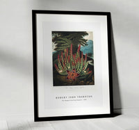 Robert John Thornton - The Maggot–Bearing Stapelia from The Temple of Flora (1807)